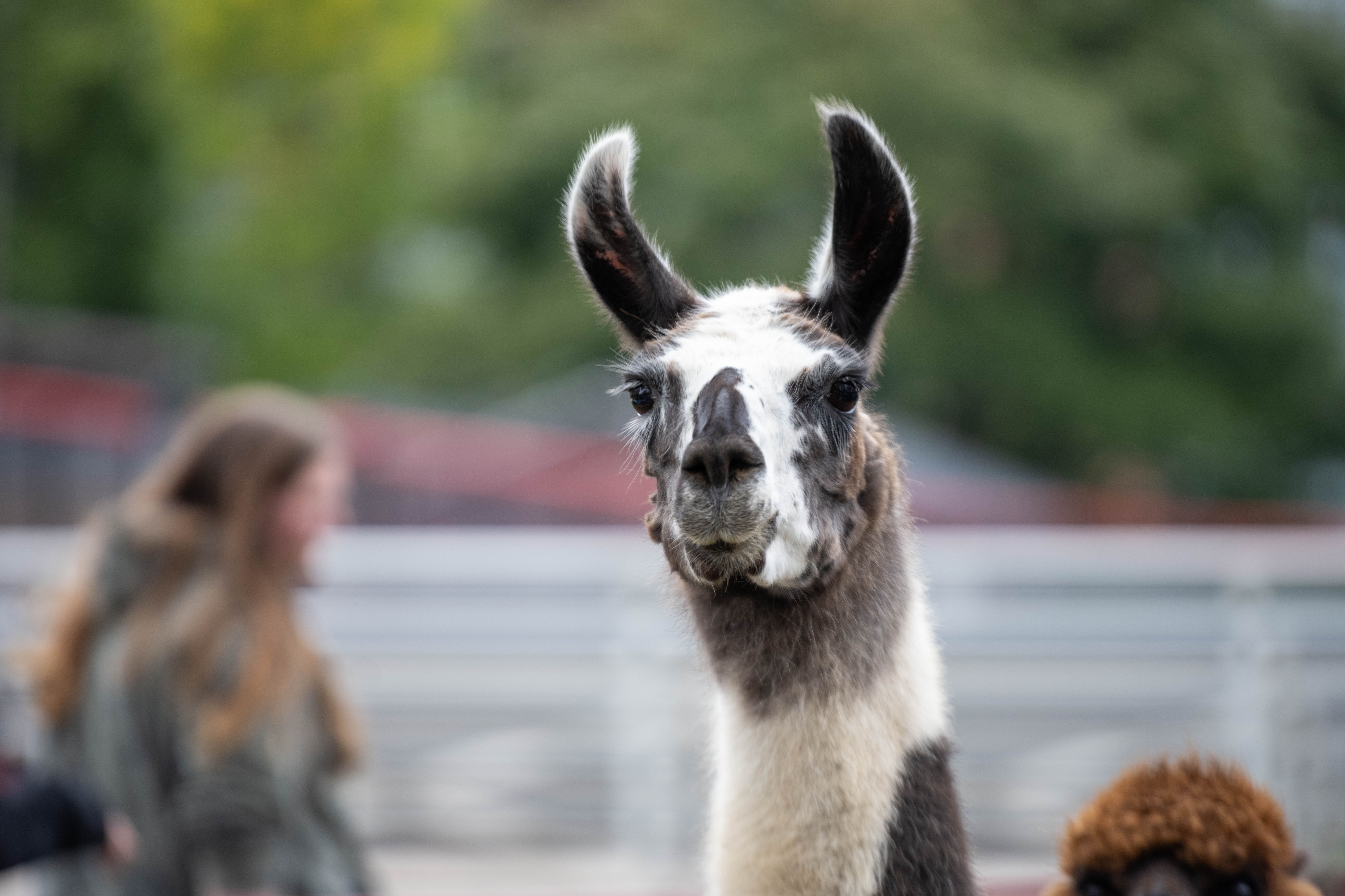 Understand and Observe the Llamas – Guided Tour