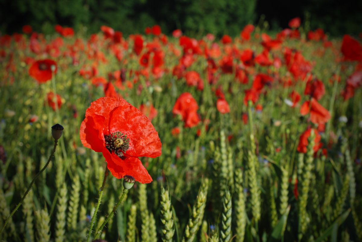 Brightwater Green Burial Ground, Lincolnshire