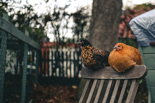 Free Brown and Black Chickens Stock Photo