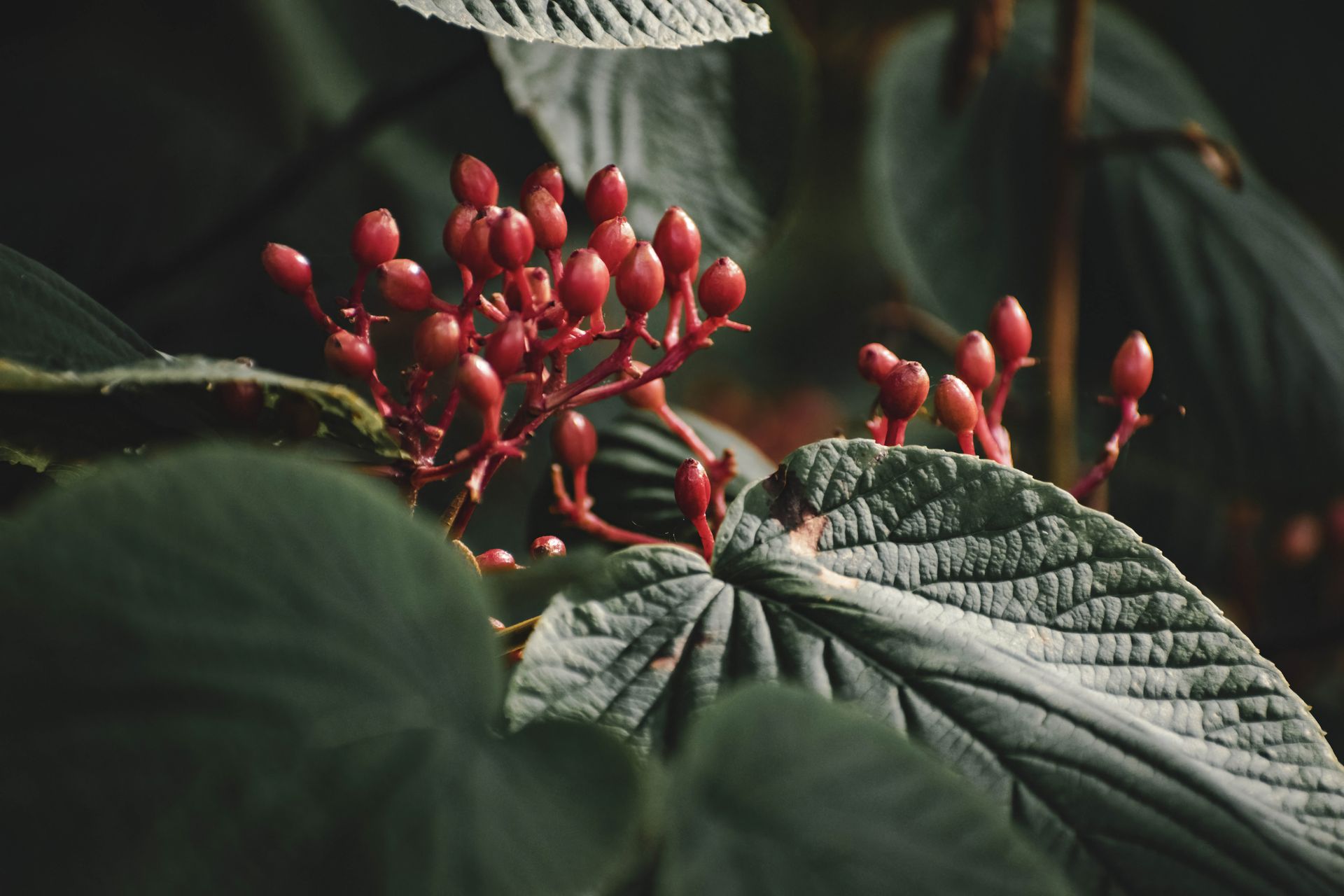Detailed image of viburnum berries and textured leaves in natural lighting.