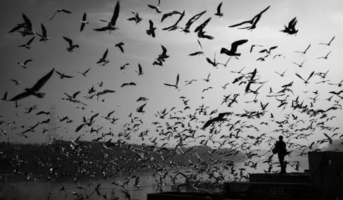 Fotografía En Escala De Grises De Una Bandada De Pájaros