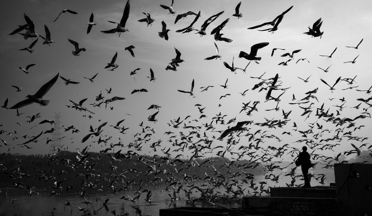 Free Greyscale Photography of  Flock of Birds Stock Photo