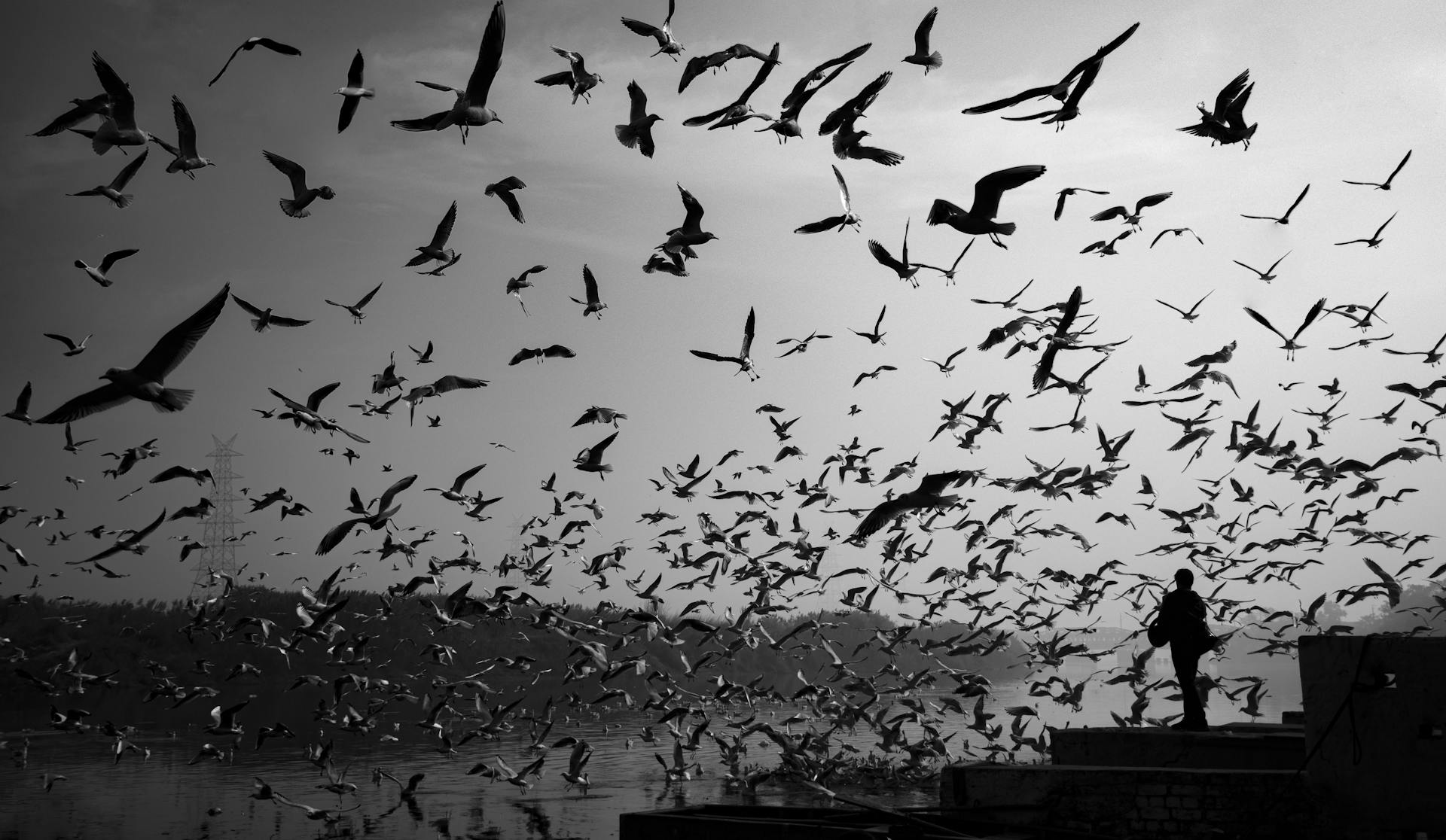 Greyscale Photography of  Flock of Birds