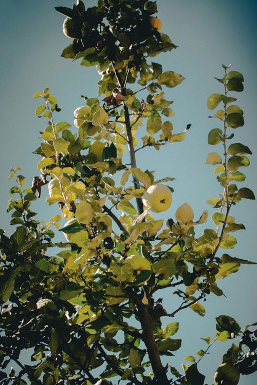 Free A lush pear tree with bright green leaves and ripe pears set against a clear blue sky. Stock Photo