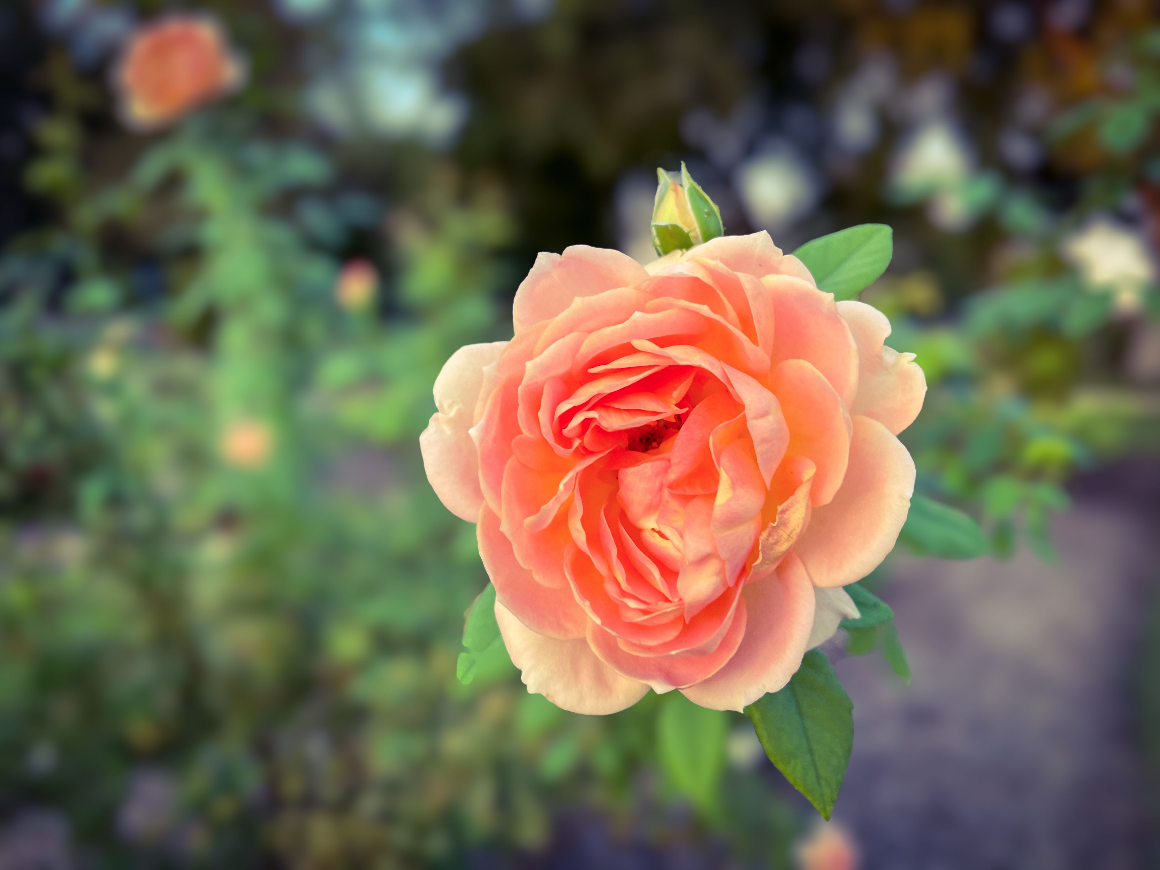 Rose 4kwallpaper Photos, Download The BEST Free Rose 4kwallpaper Stock ...