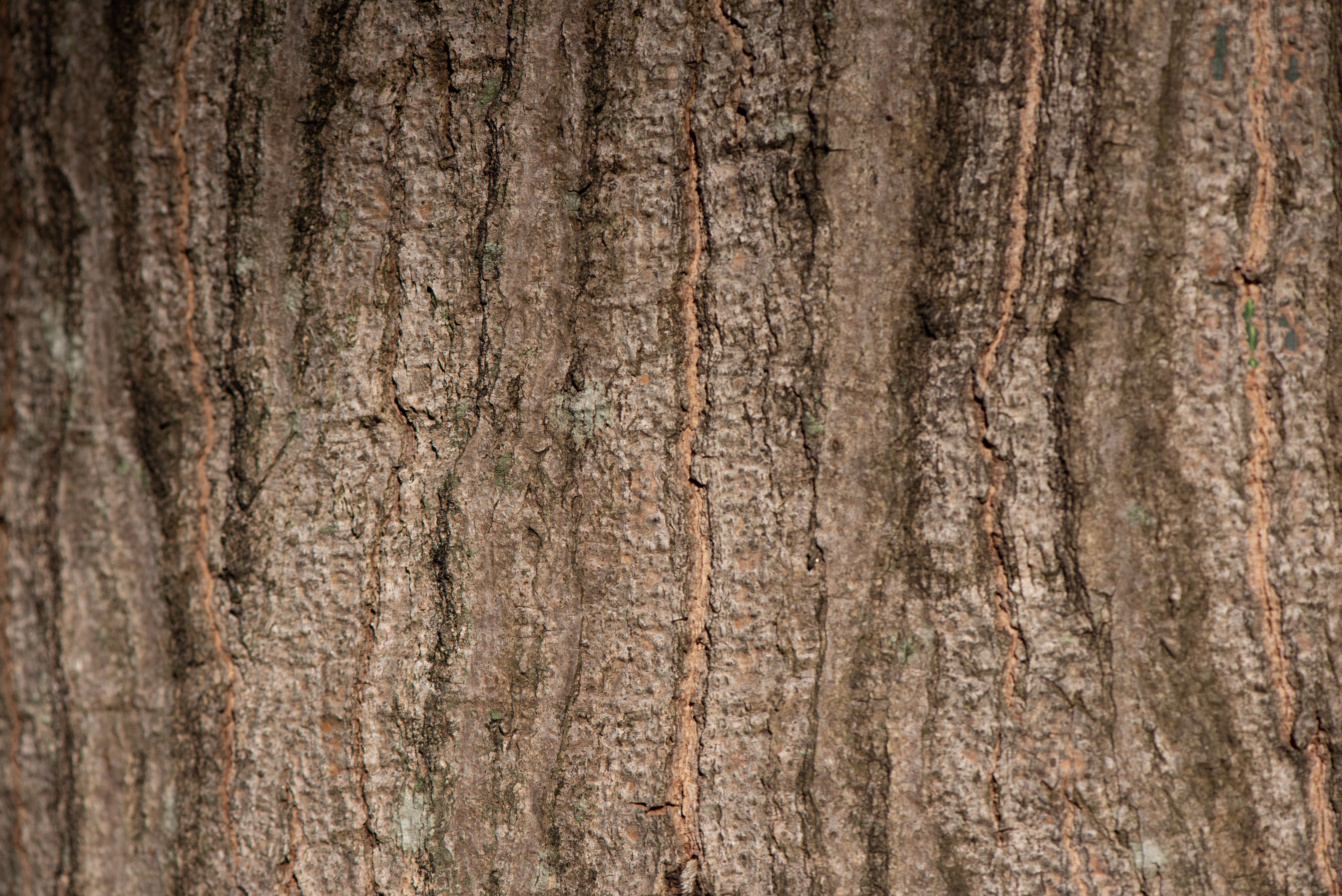 Detailed view of tree bark texture showcasing natural patterns in Minas Gerais, Brazil.