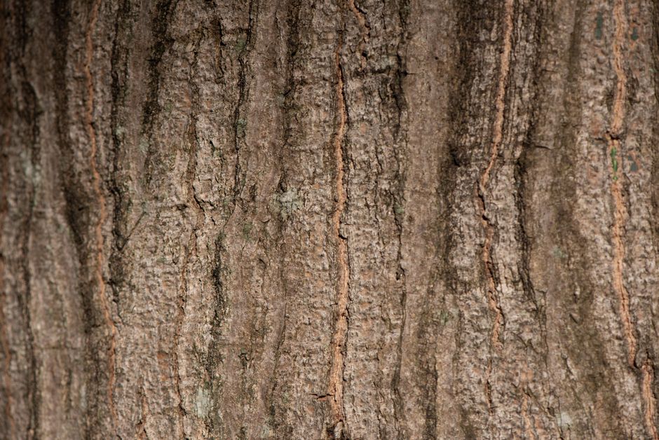 Detailed view of tree bark texture showcasing natural patterns in Minas Gerais, Brazil.