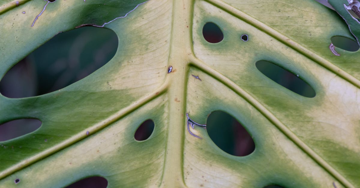 灣區「5+2雙居生活」專家解析七大優勢,打造理想居住模式