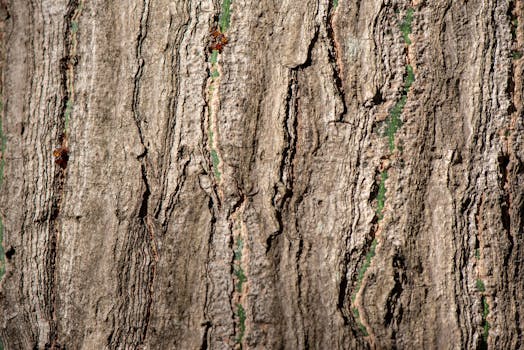 Image by Malcoln Oliveira