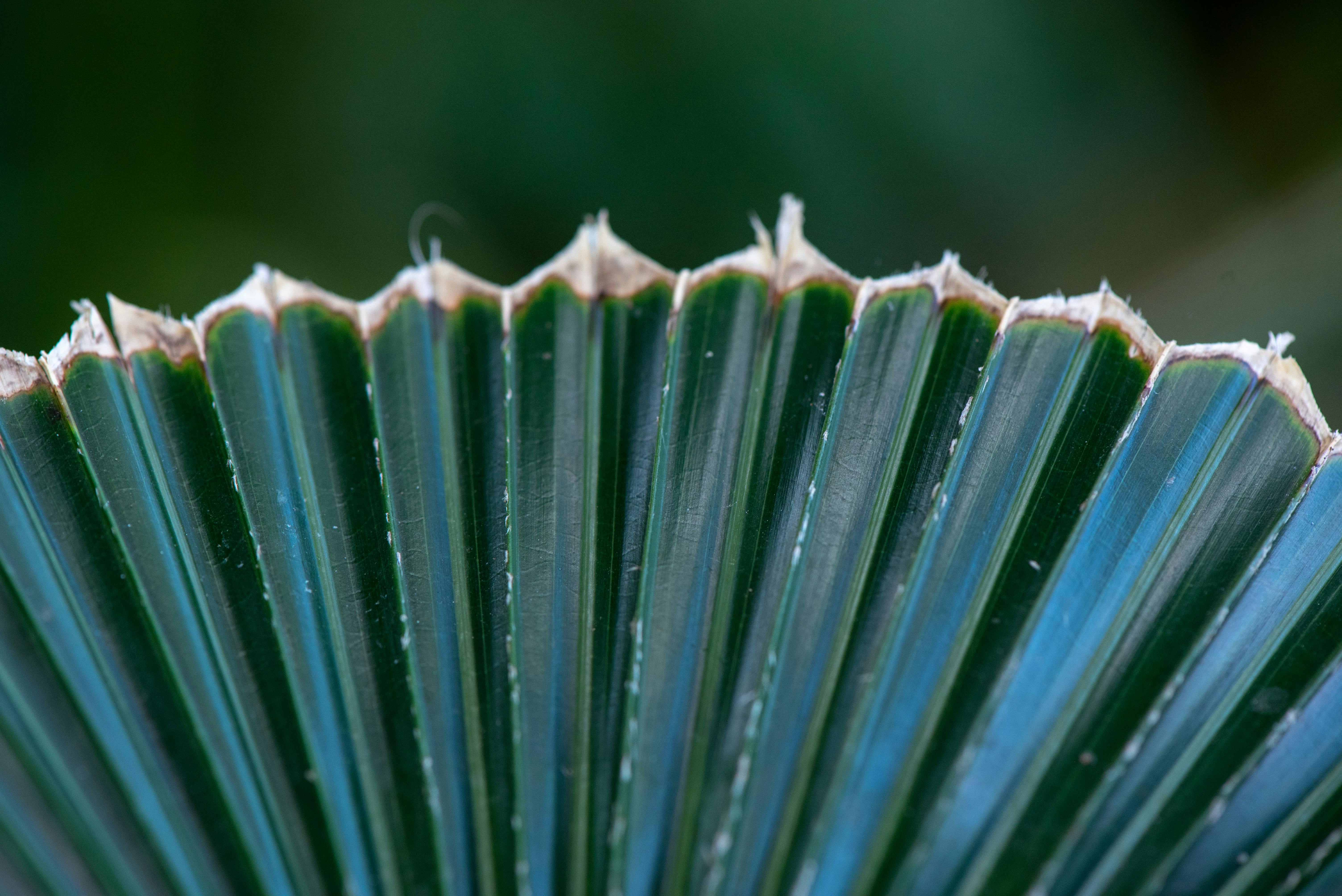 Quantum Consciousness and Its Implications for Understanding Reality