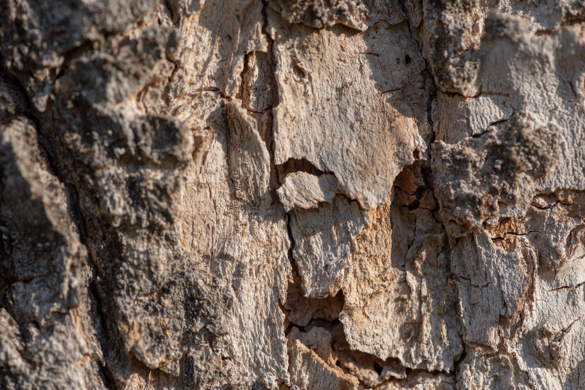 Textured tree bark close-up showcasing natural patterns and rough surface.