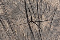 Close-up Texture of Tree Rings and Cracks