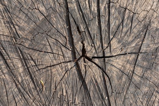 Detailed close-up of tree rings showcasing natural patterns and cracks in wood texture.