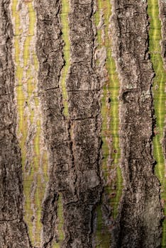 Image by Malcoln Oliveira