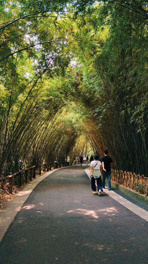 Free People walking along a tranquil bamboo-lined pathway in Chengdu, China during summer. Stock Photo