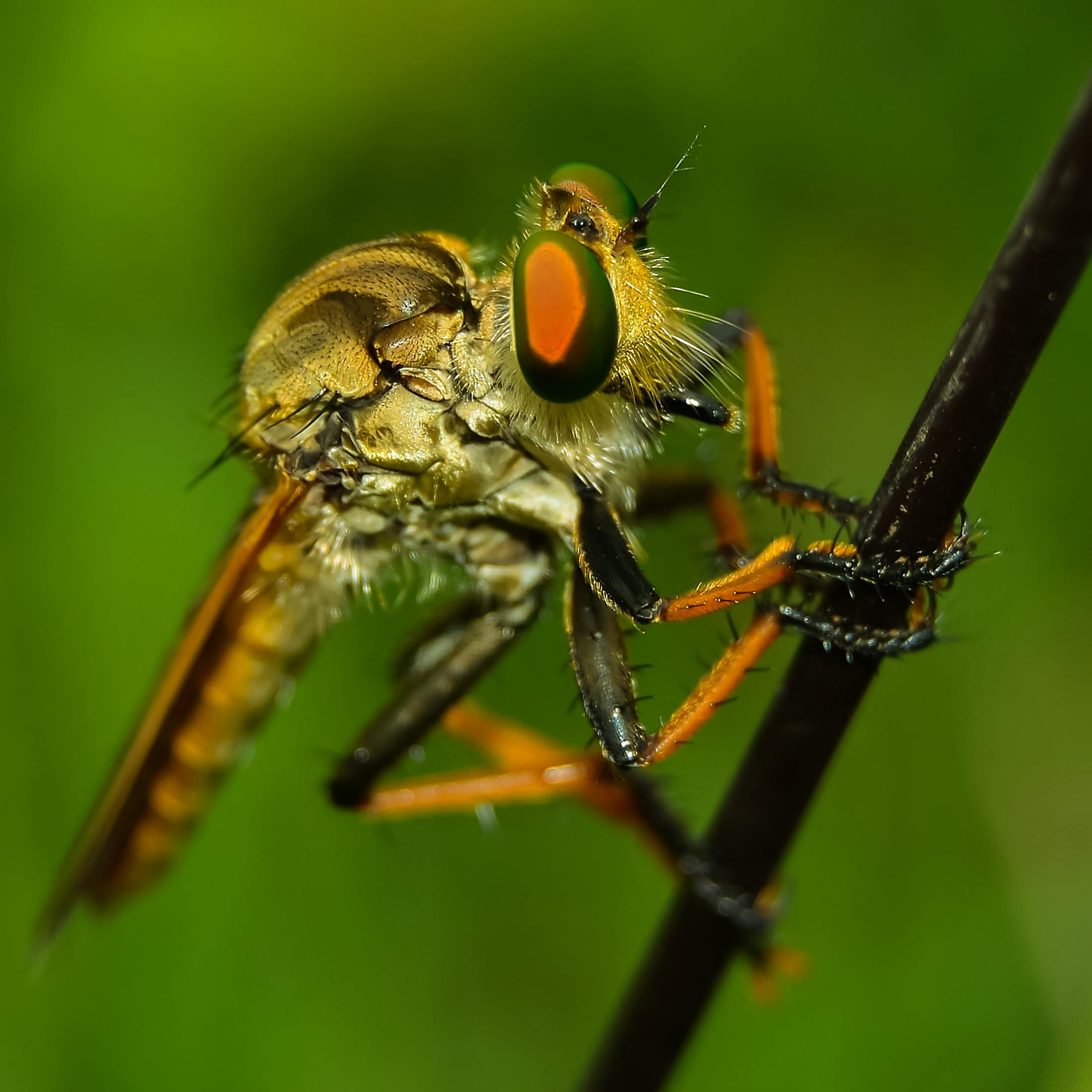 Insects Close Up Photos, Download The BEST Free Insects Close Up Stock ...