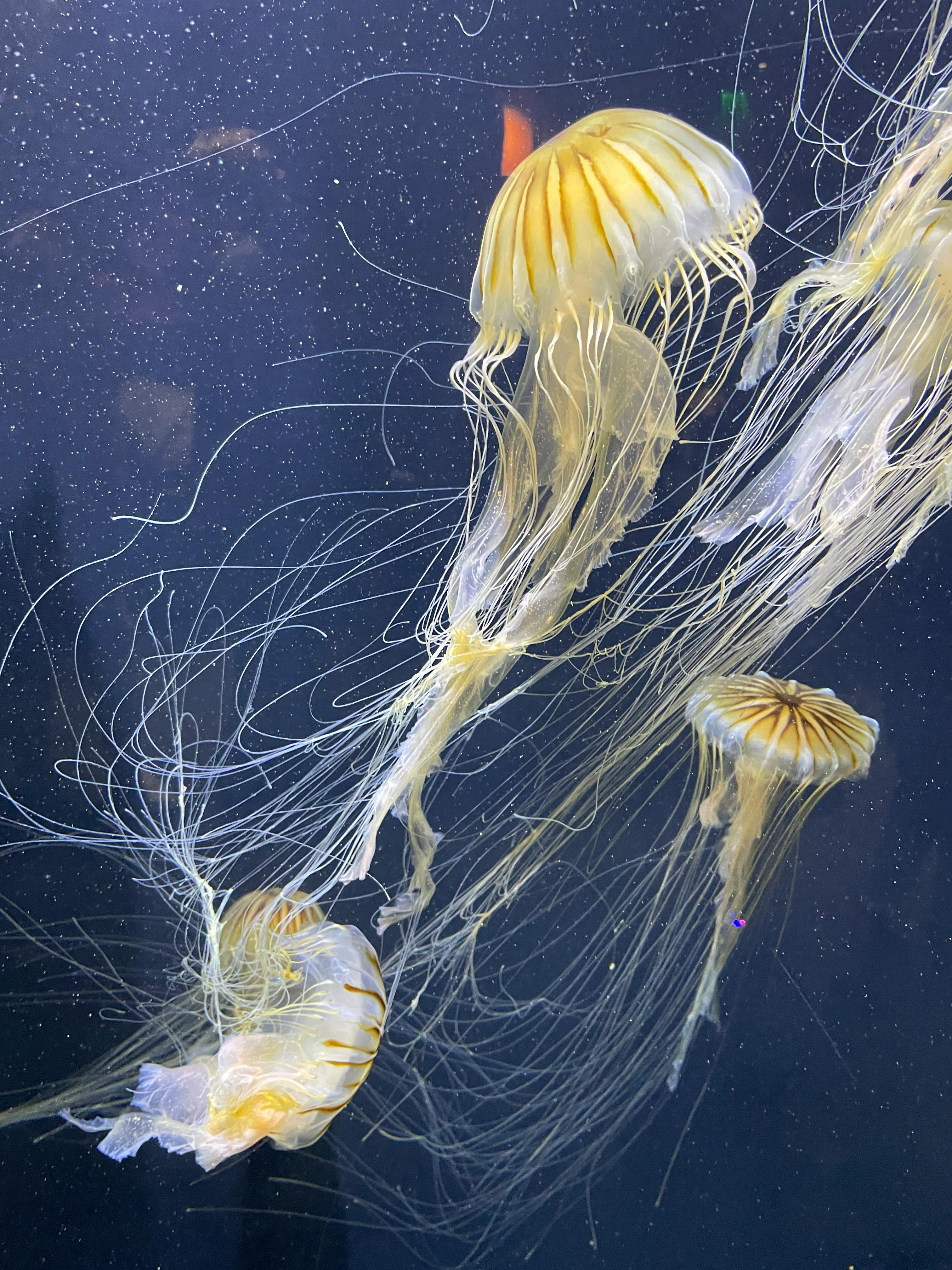 Enchanting underwater photo of graceful jellyfish with delicate tentacles and mesmerizing movement.