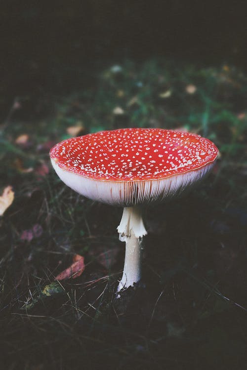 免費 紅色和白色蘑菇在特寫攝影 圖庫相片
