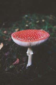 在郁郁葱葱的森林环境中，一个充满活力的蘑菇特写镜头展示了其标志性的红冠和白点