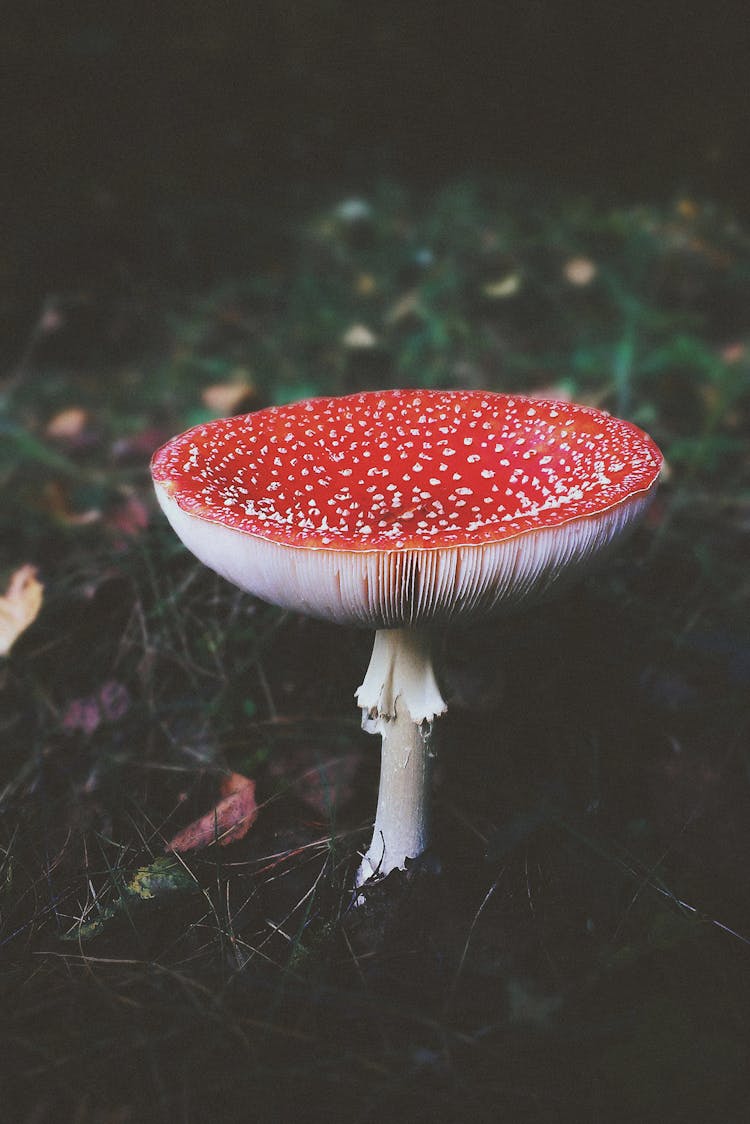 Red And White Mushroom In Close Up Photography