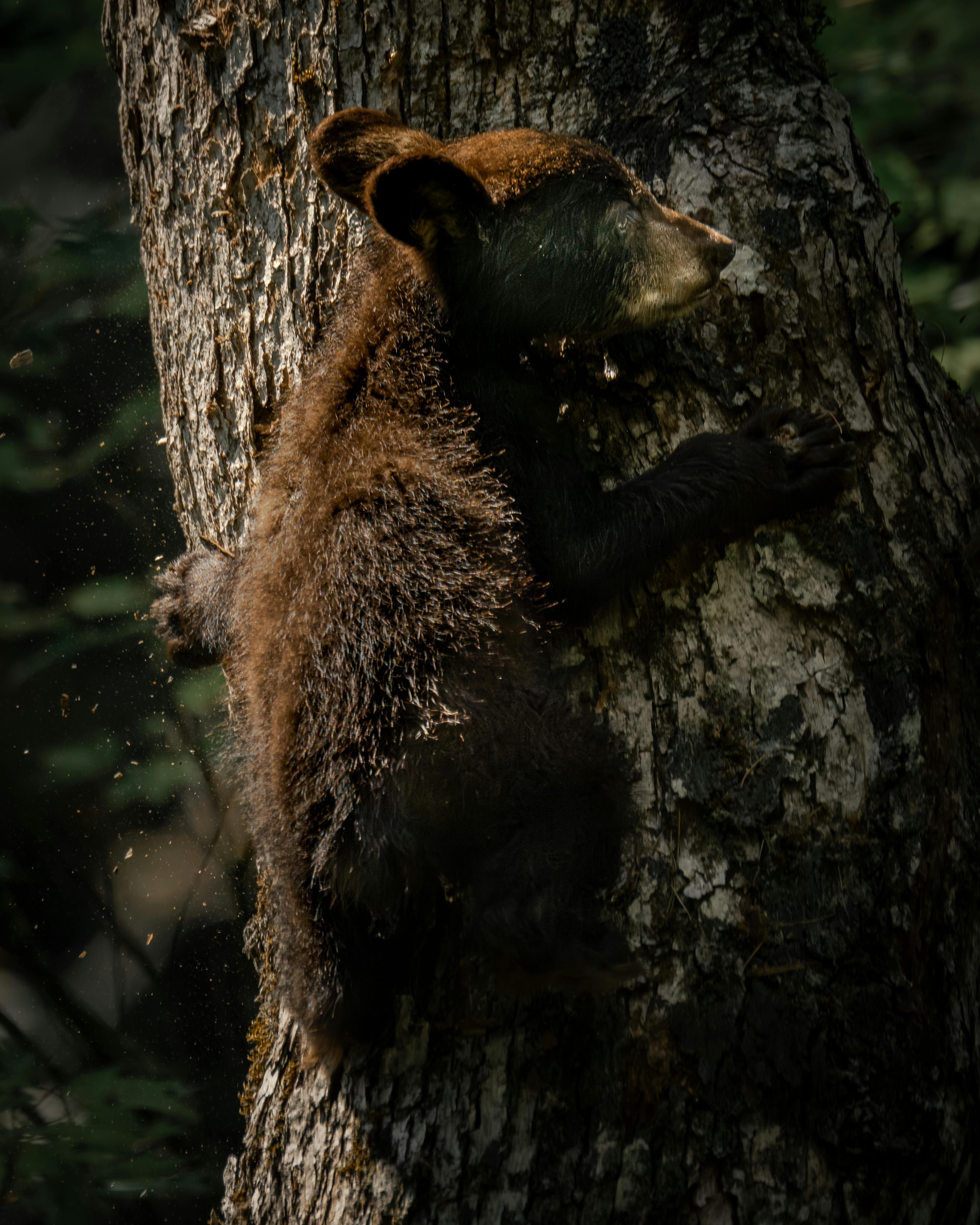 A young black bear cub climbing a tree in its natural forest habitat, showcasing wildlife behavior in the wild.