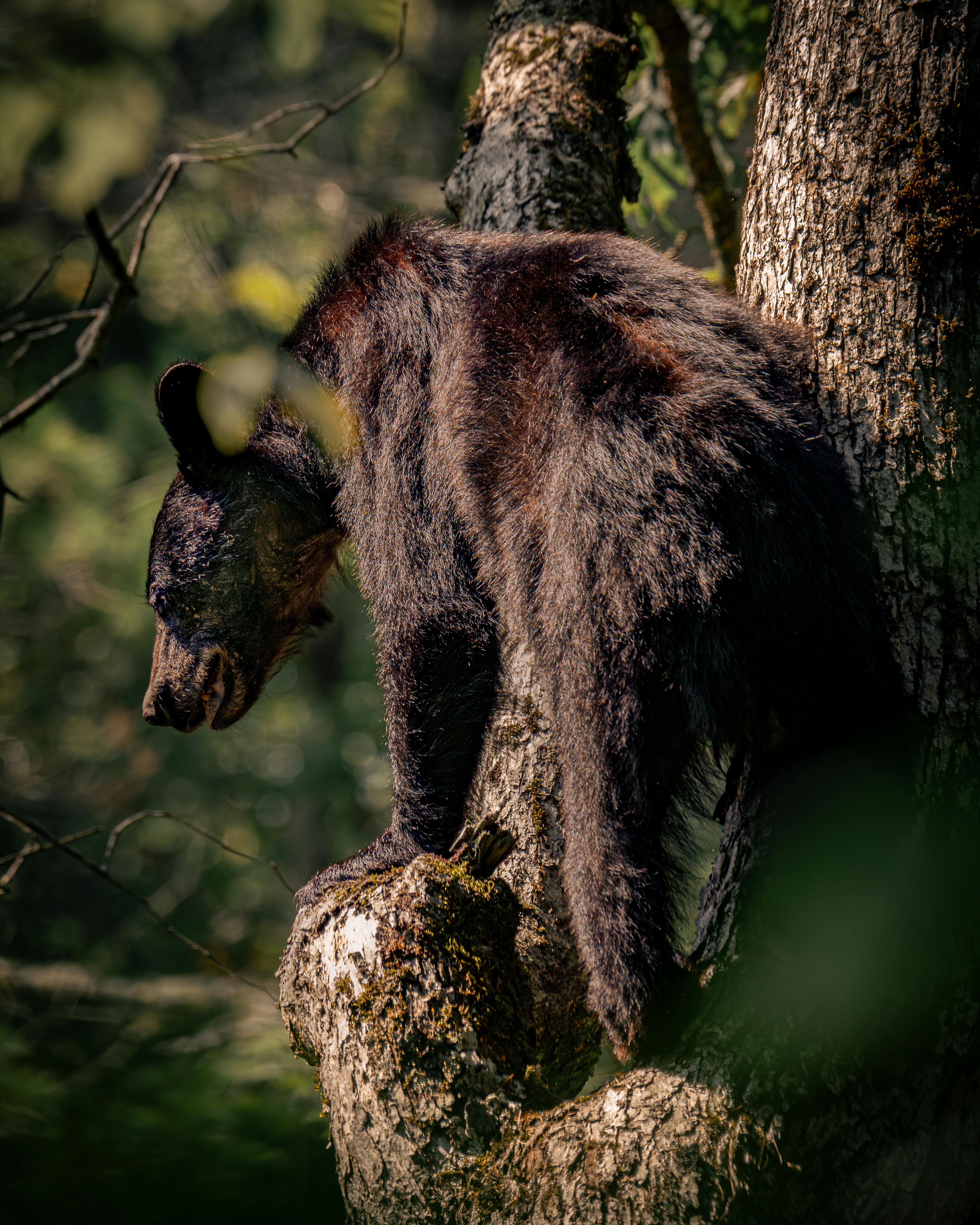 Black bear scaling a tree in its natural forest habitat during the day.