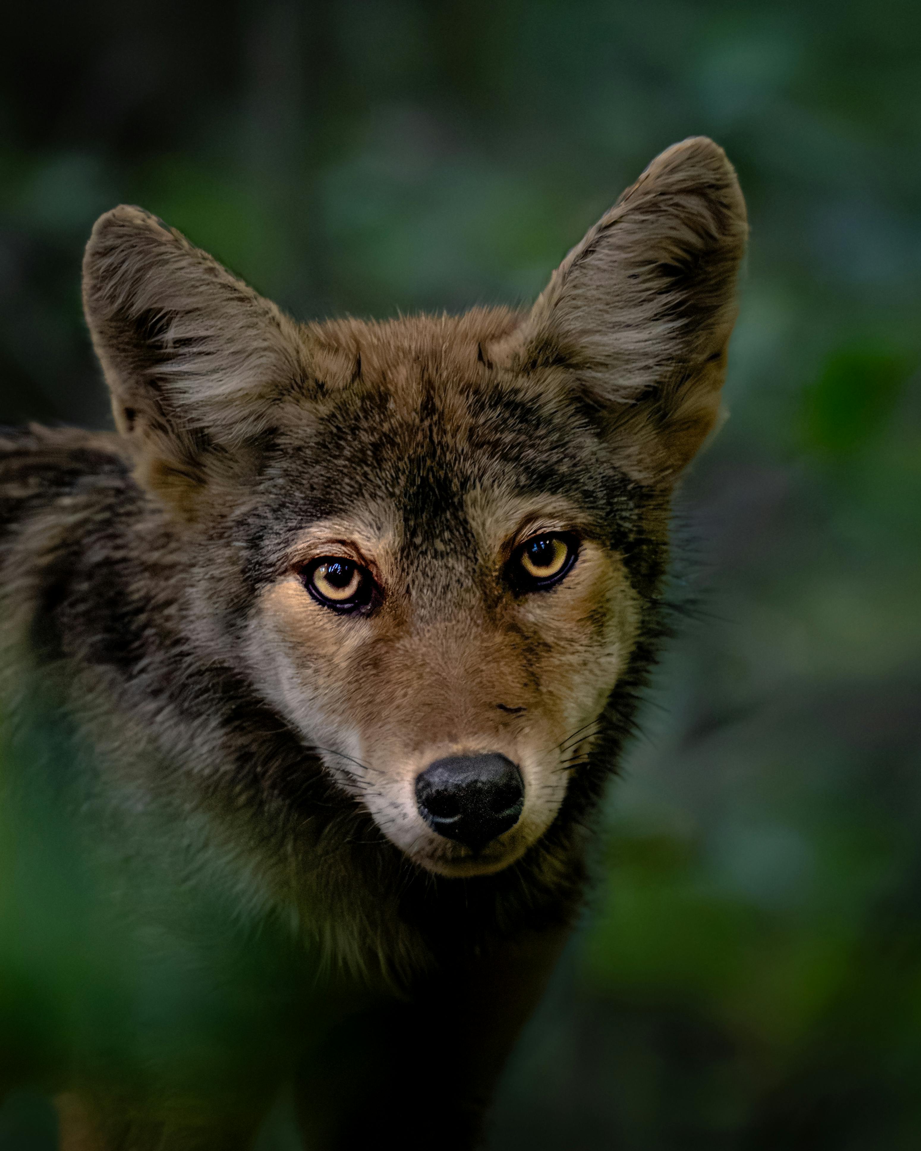 Captivating close-up of a coyote in its natural forest habitat.