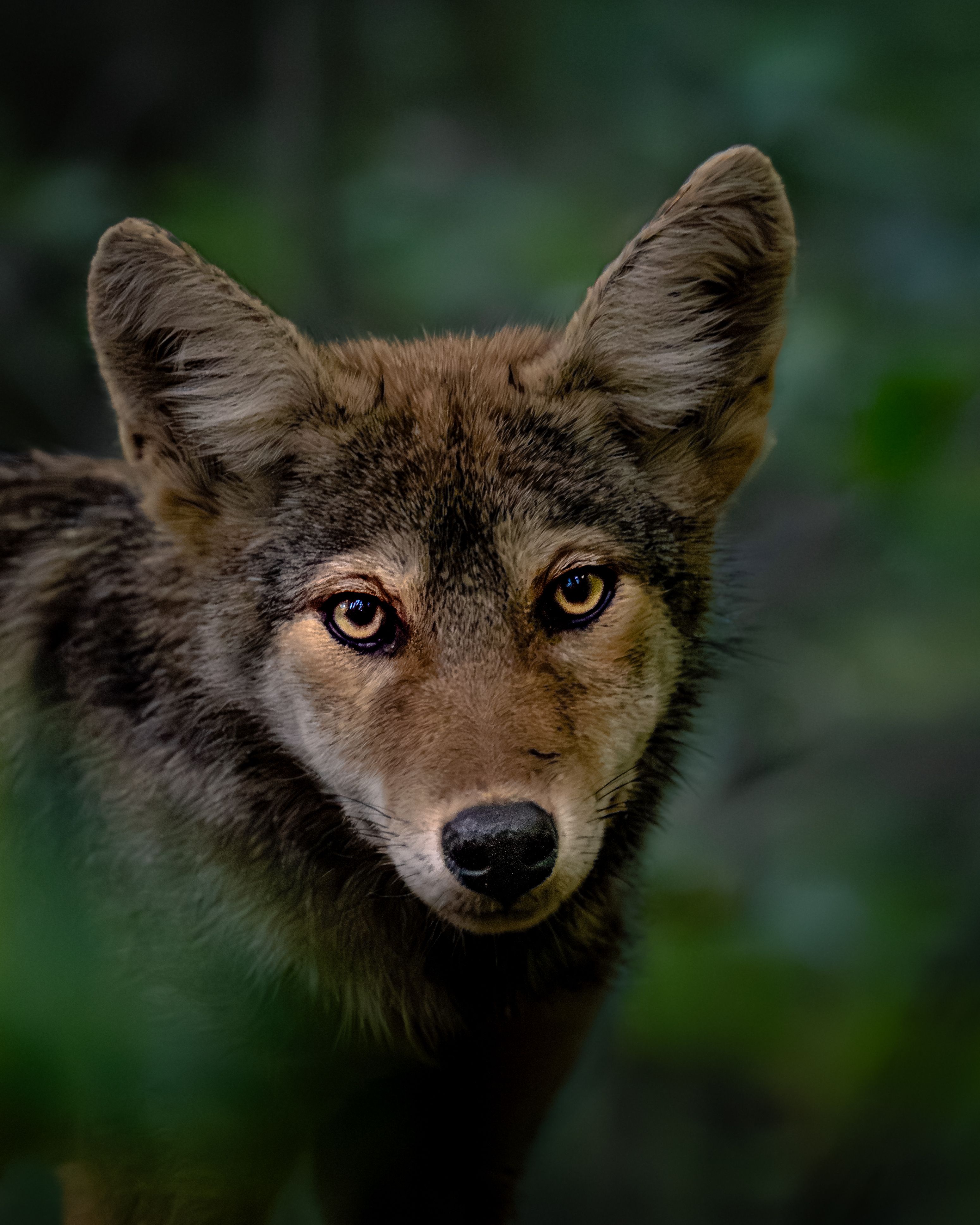 Close-Up Portrait of a Coyote in the Wild · Free Stock Photo