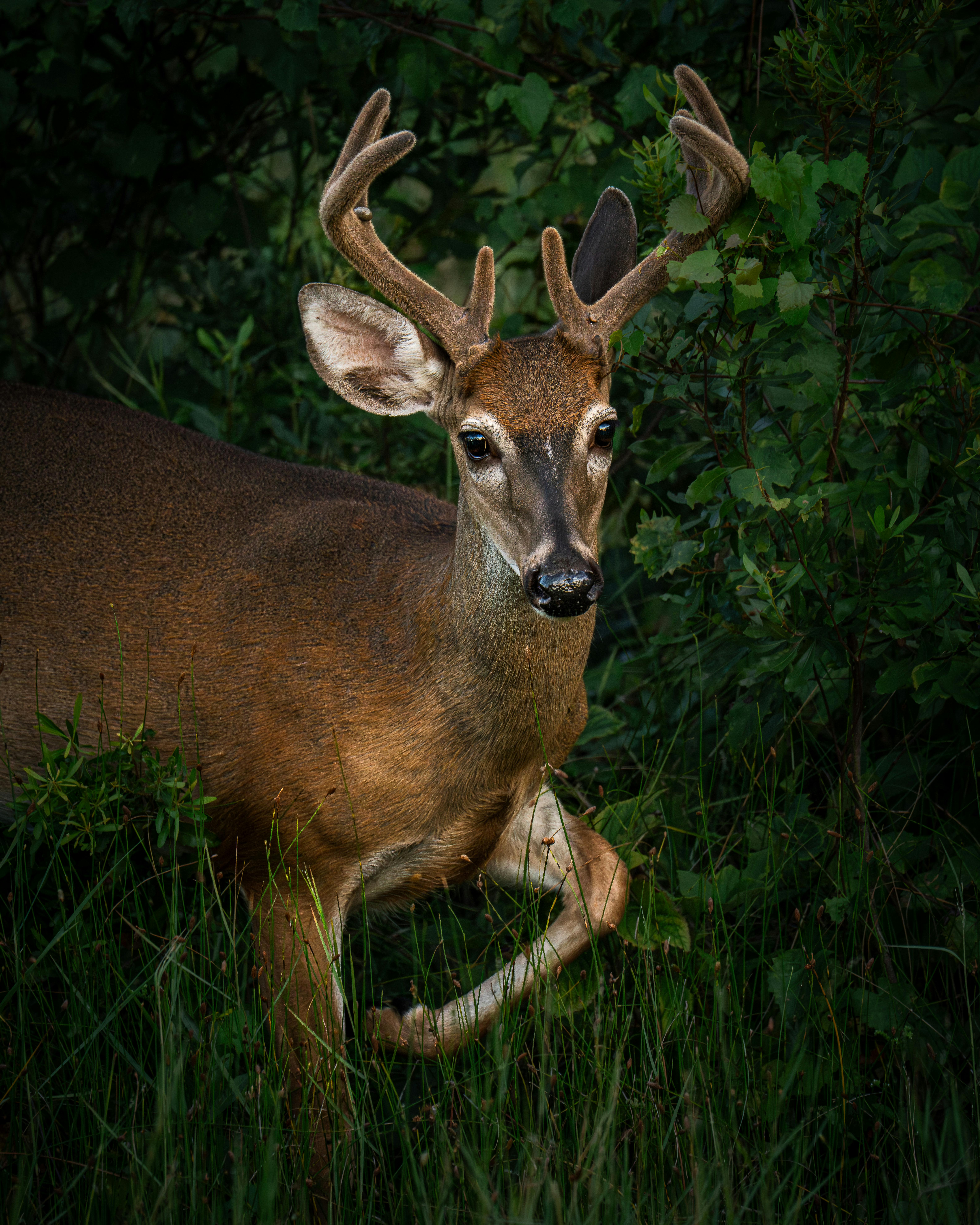 Close-up of a white-tailed deer with antlers standing amidst lush forest greenery.