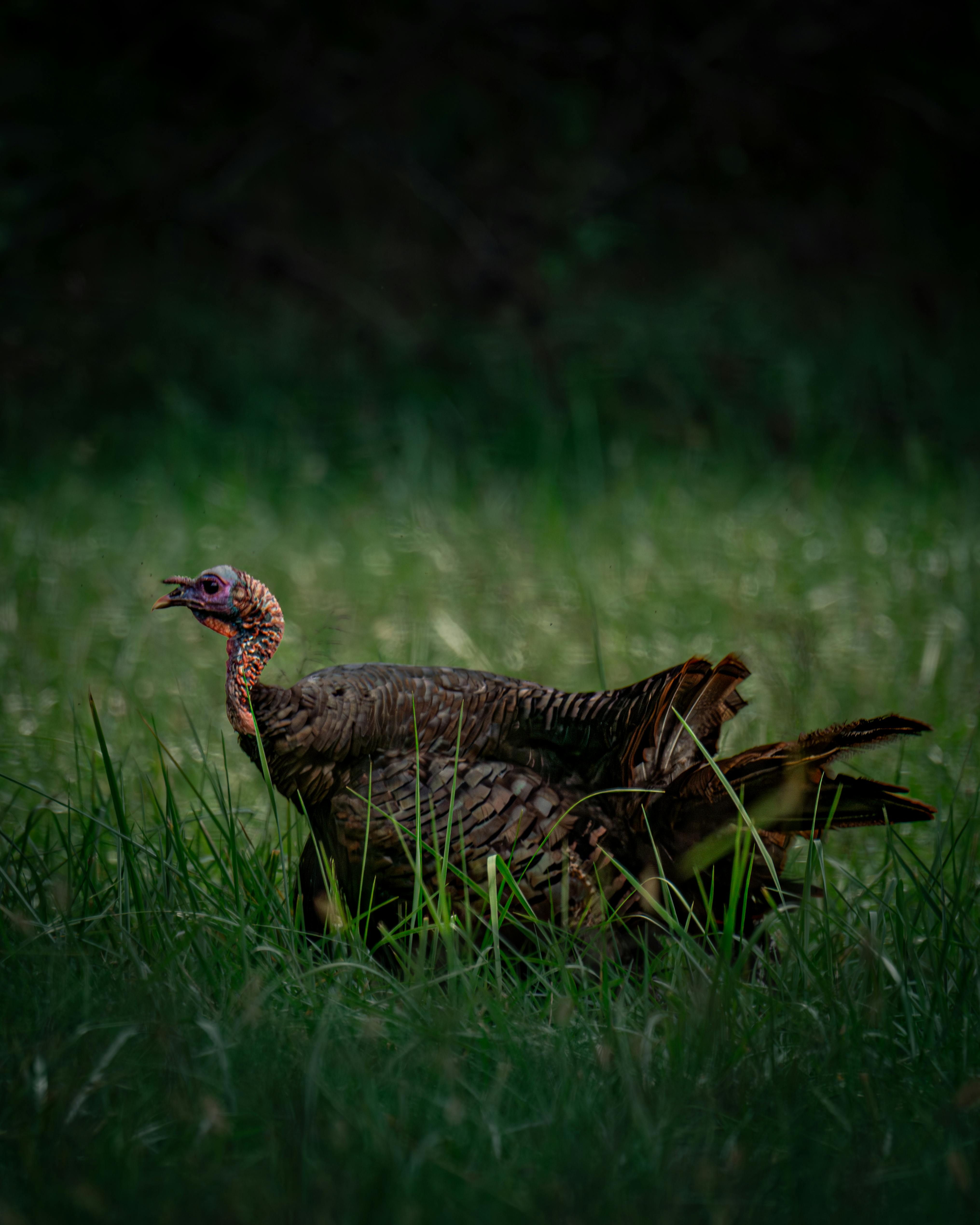 A wild turkey struts through a grassy meadow, showcasing its natural habitat.