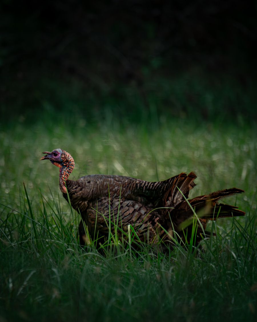 Wild turkey guided hunt Monterey County Santa Clara County