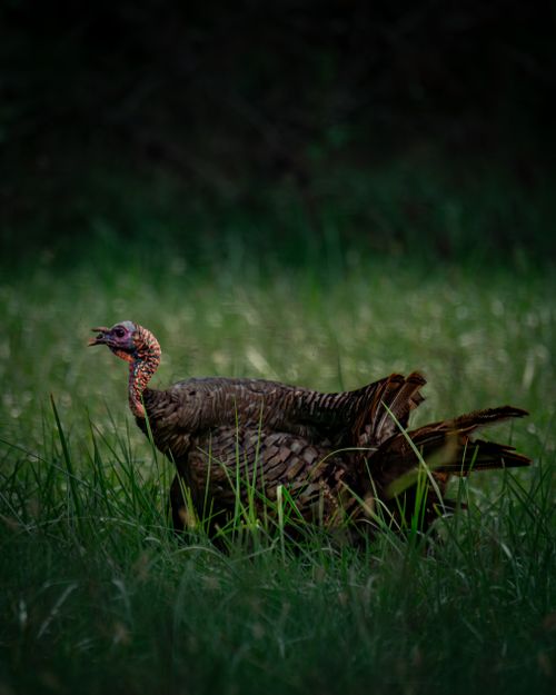 Free A wild turkey struts through a grassy meadow, showcasing its natural habitat. Stock Photo