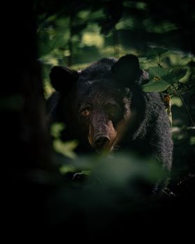 A black bear captured in its natural habitat, camouflaged among foliage.