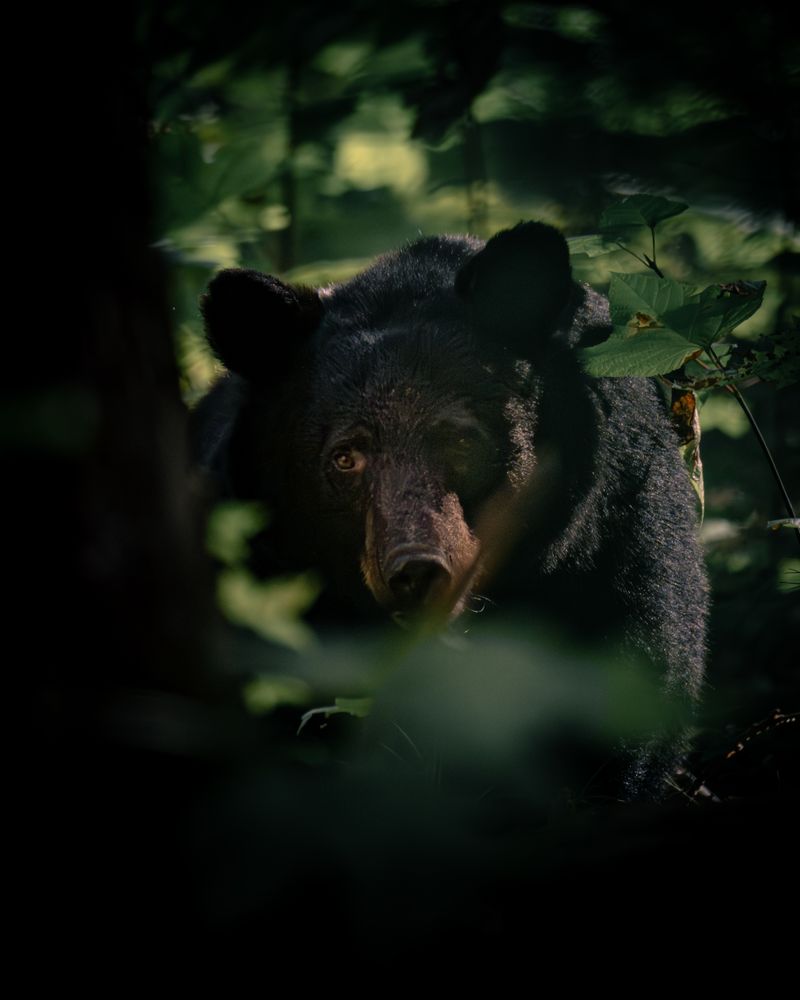 Black bear in the Ontario wilderness forest