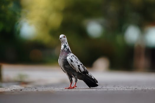 A lone pigeon stands on a street in Bangkok, showcasing urban wildlife with natural bokeh.
