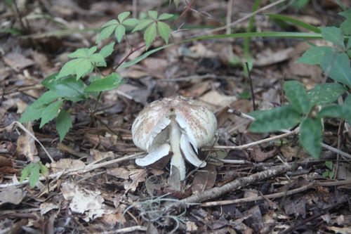 Free mushroom  Stock Photo