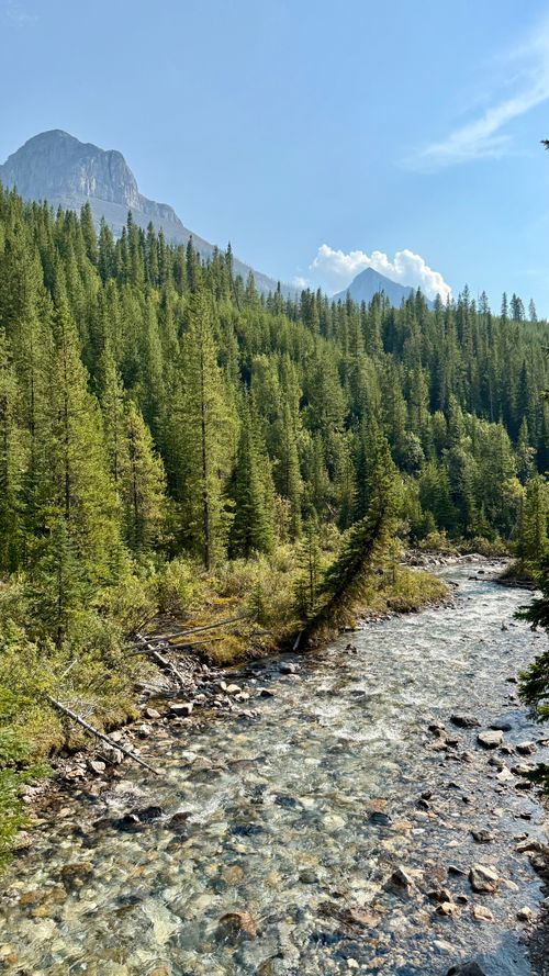 Free A tranquil mountain stream flows through a dense forest against a clear blue sky. Stock Photo