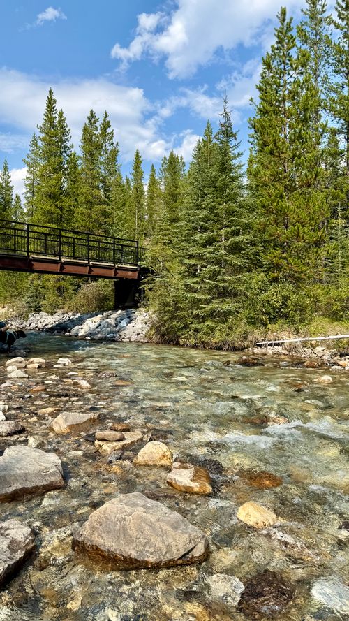 Free Clear river flowing under bridge with lush pine forest backdrop on a sunny day. Stock Photo