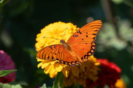 A stunning Gulf Fritillary butterfly resting on a bright yellow zinnia, captured in crisp detail outdoors.