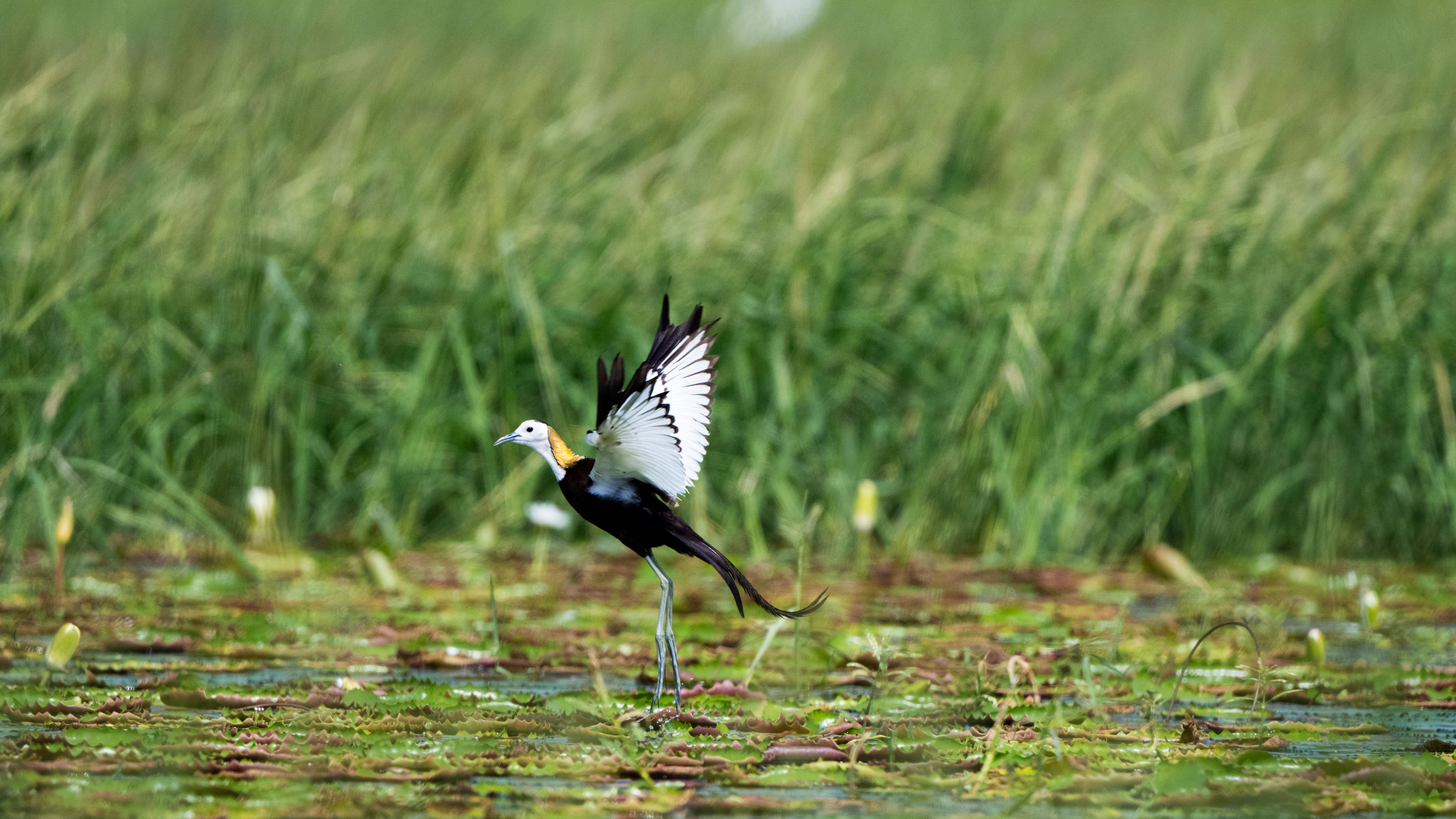 Graceful Bird in Lush Wetland Habitat · Free Stock Photo