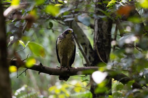 Free Crested Hawk-Eagle resting on a branch in a dense, vibrant forest setting. Stock Photo