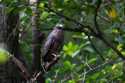 Free A Crested Serpent Eagle (Spilornis cheela) resting on a branch amidst dense green foliage. Stock Photo