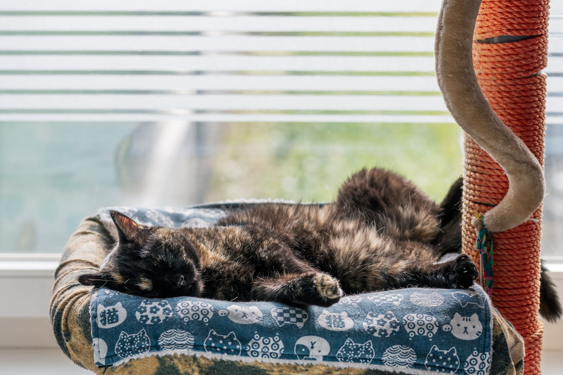 Webshop in kattenkrabpalen failliet verklaard
