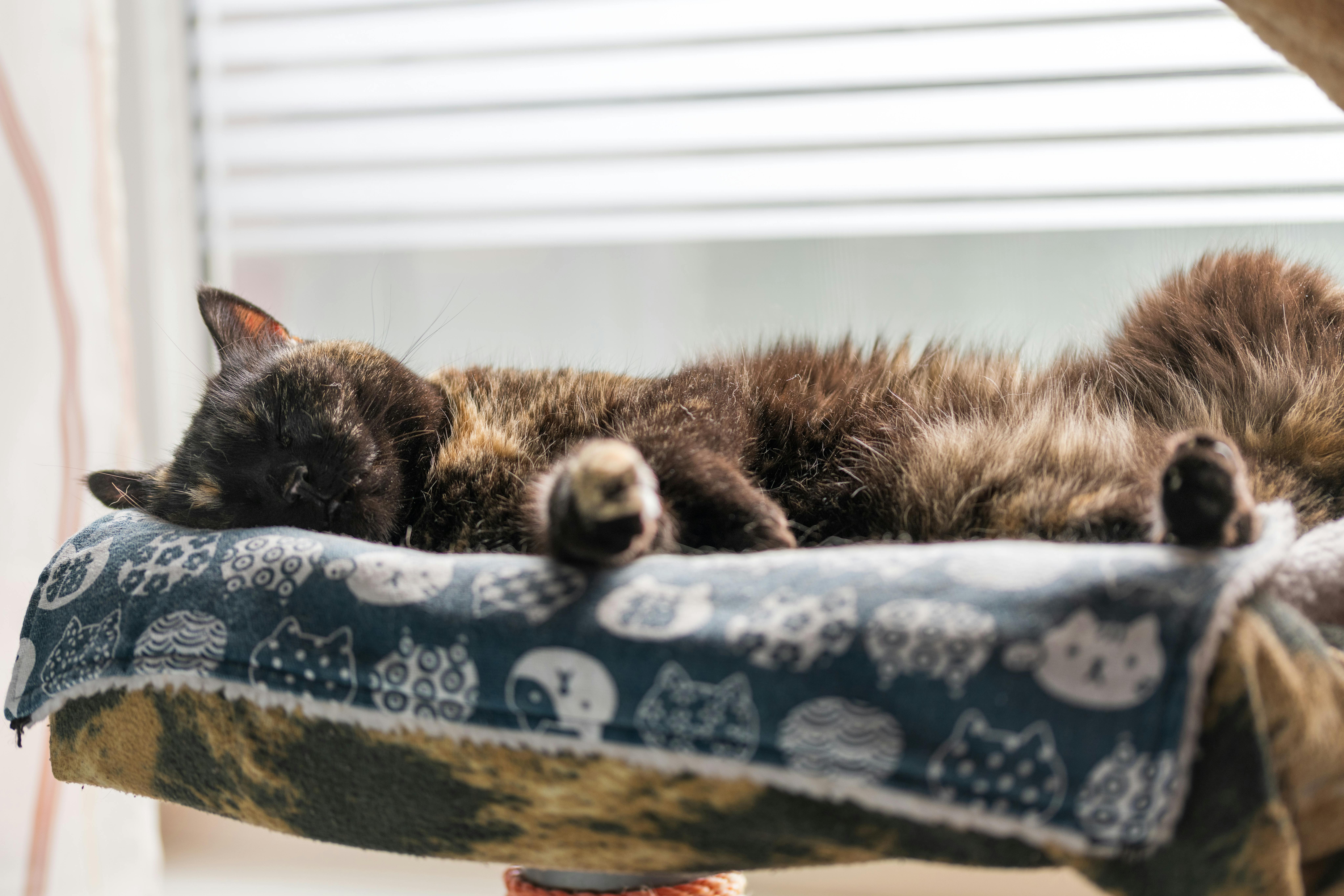 A relaxed black cat peacefully naps on a cozy, cat-patterned blanket by the window.