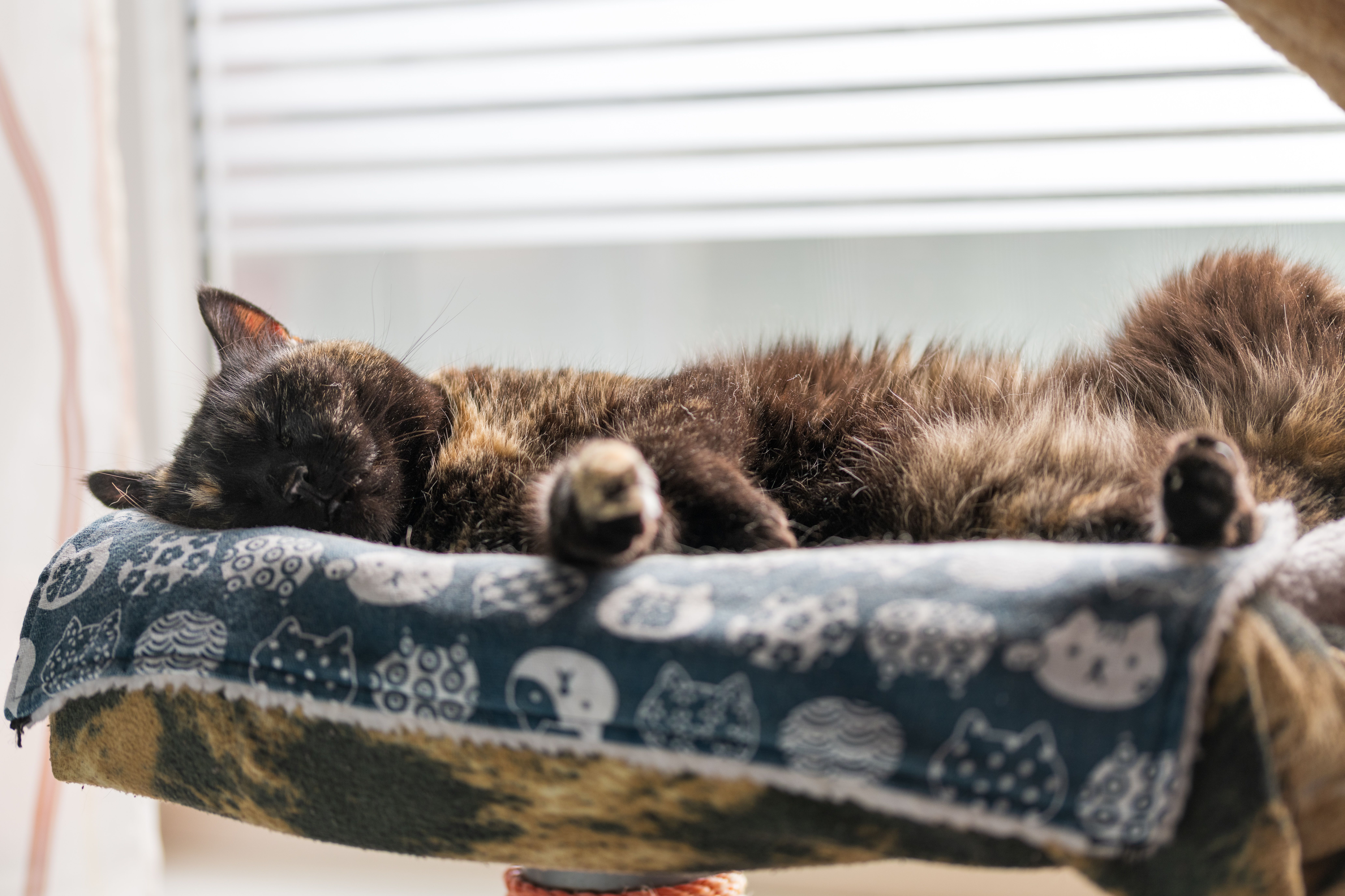 Gratis Accogliente Gatto Nero Che Fa Un Pisolino Su Una Coperta A Fantasia Foto a disposizione