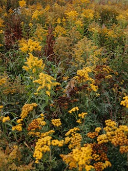 Beautiful yellow wildflowers bloom in a lush meadow during autumn.