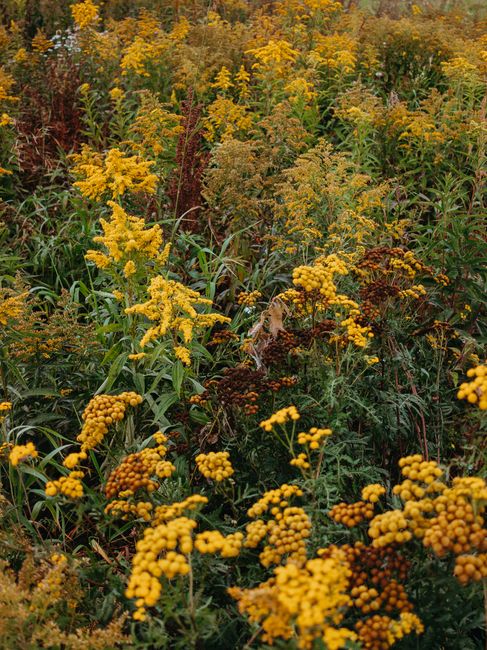 Beautiful yellow wildflowers bloom in a lush meadow during autumn.