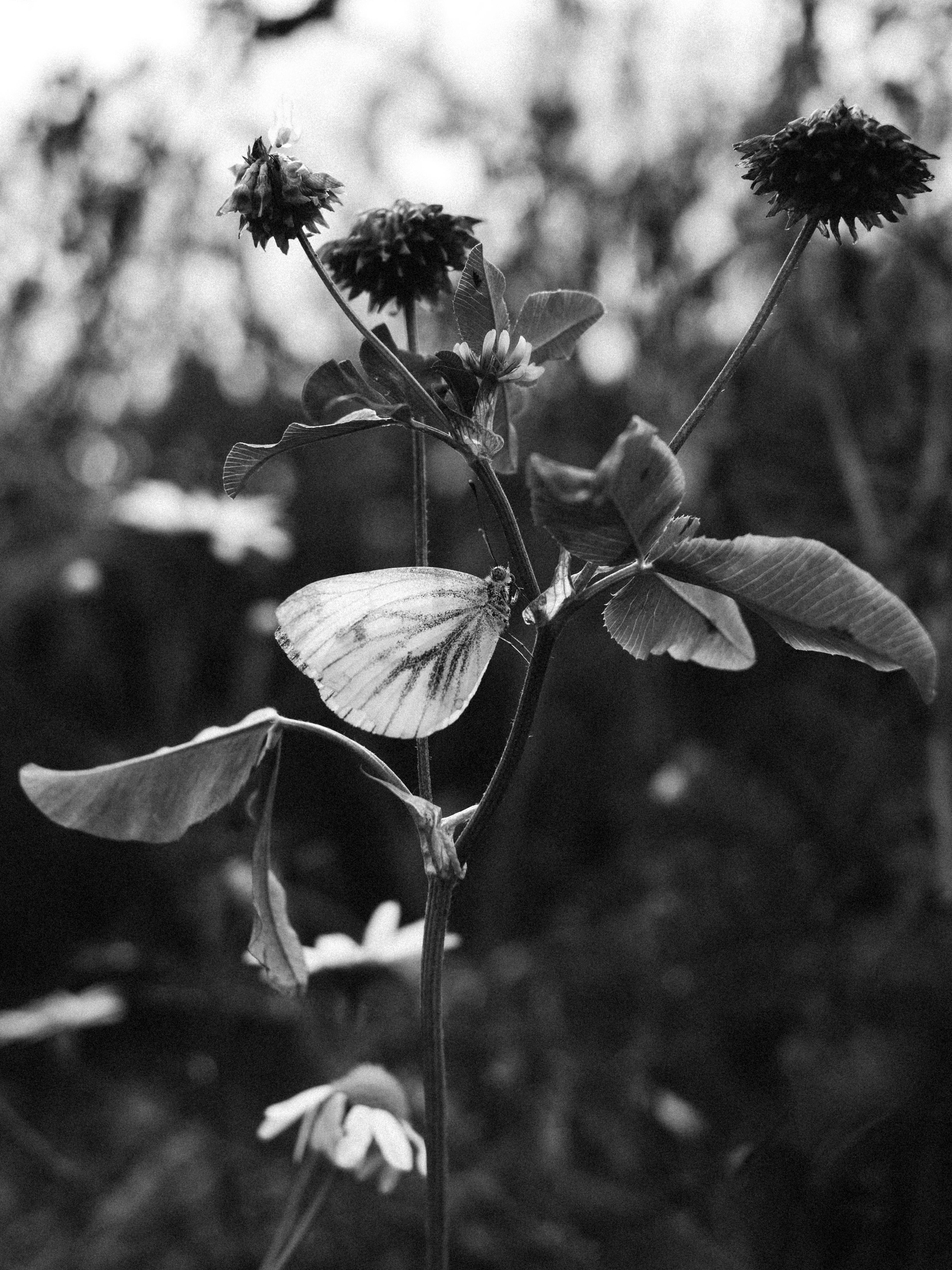 Artistic black and white photo of a butterfly perched on wildflowers in nature.