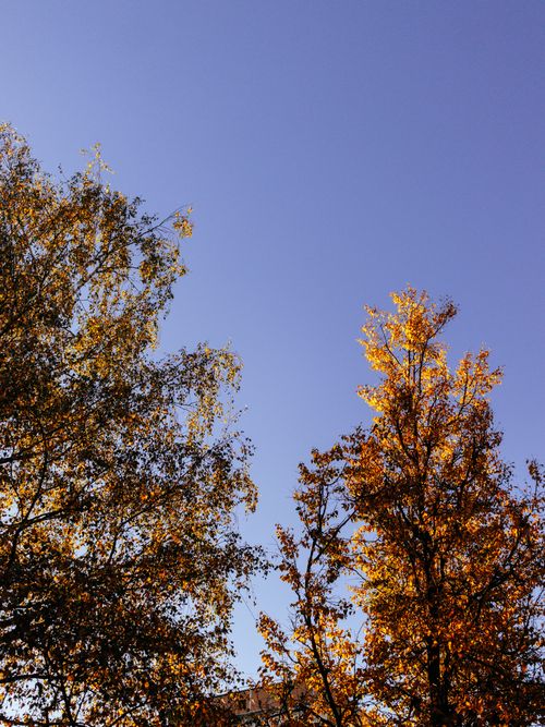 Free Vibrant autumn leaves on tall trees with a clear blue sky Stock Photo
