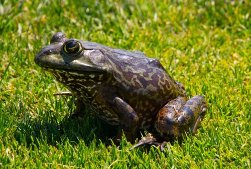 Free A vibrant bullfrog resting on green grass during the day, showcasing detailed patterns. Stock Photo
